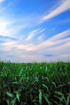 Vertical image of fresh unpicked corn and flowing white clouds