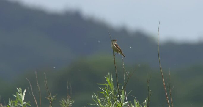 Sedge Warbler bird flying from branch summer seeds floating in the breeze slow motion II