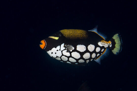 Clown Triggerfish, Balistoides conspicillum, in Maldives