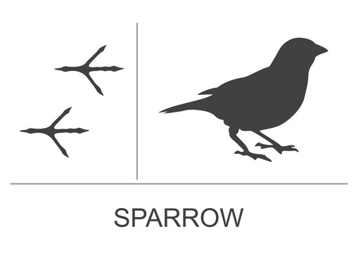 Silhouette and footprints of a sparrow. Vector illustration.