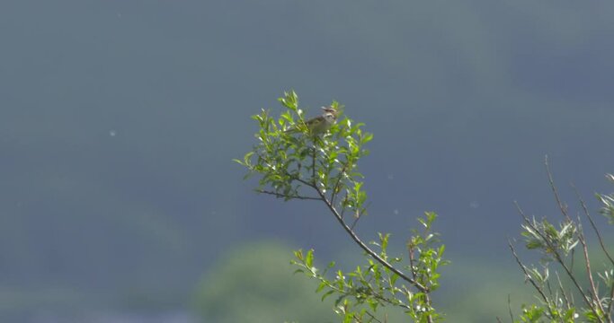 Sedge Warbler bird flying from branch summer seeds floating in the breeze slow motion