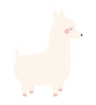 sweet llama illustration