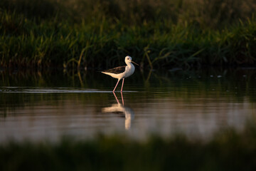 Black-winged stilt in shallow water