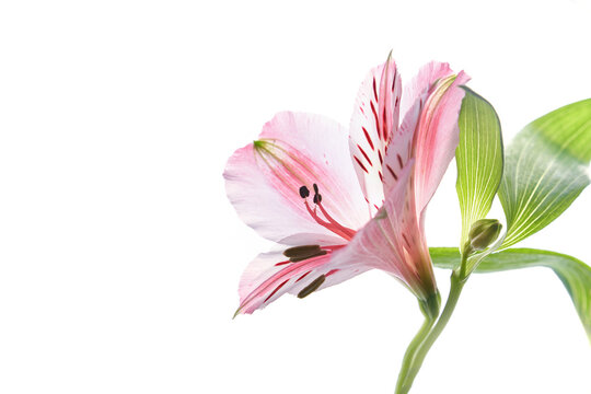 Close up Alstroemeria fresh flower on a white isolated background. High quality photo