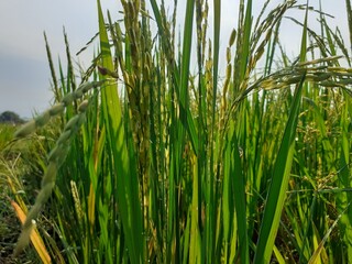 Naklejka premium rice field