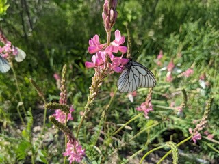 butterfly on a flower