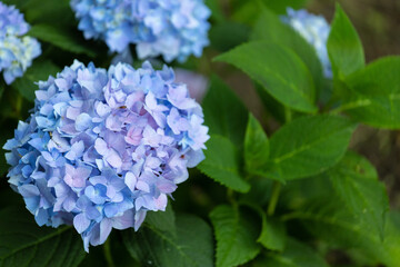 Blue endless summer hydrangea blooms