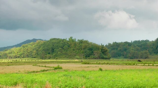 Mung bean field on Panay island Philippines