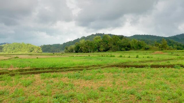 Mung bean field on Panay island Philippines