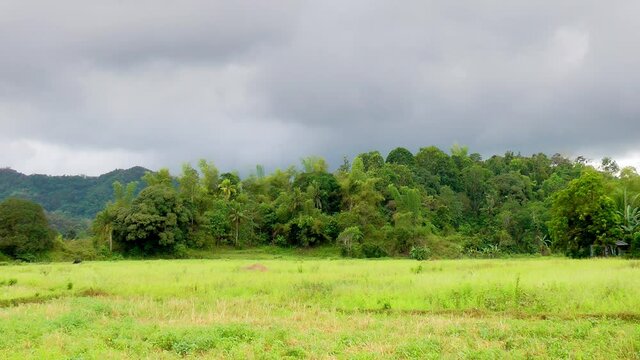 Mung bean field on Panay island Philippines