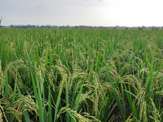 rice field