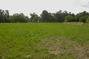 A Pine and hardwood flatwood meadow habitat in coastal Louisiana requires native plants and animals...