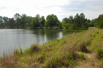 A pond with a natural shoreline of native grass and trees provides a healthy habitat for aquatic animals and is an important part of a healthy ecosystem.