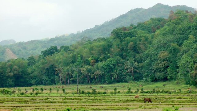 Mung bean field on Panay island Philippines