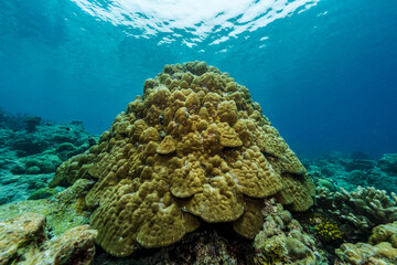 Coral bommie in Maldives