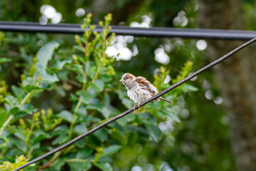 House Sparrow Ruffling its Feathers While Perched on a Wire 