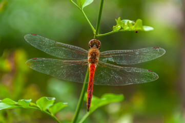 red dragonfly on a leaf