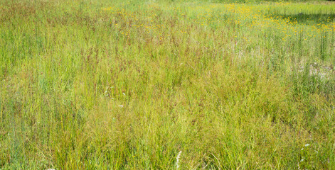 A background image depicting biodiversity in a sunny savanna meadow with tall native grass and wildflowers providing food and cover for pollinating birds and insects.