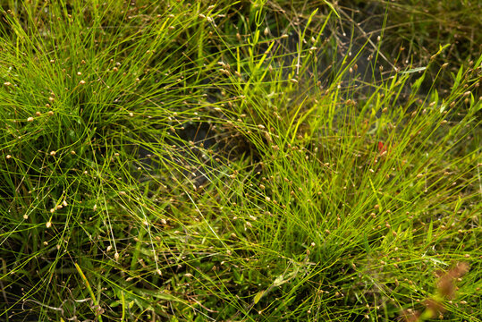 A background image depicting tough perennial wetland grass that holds the soil in a healthy biodiverse ecosystem