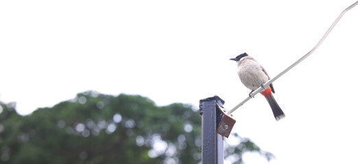 a bird perched on a lamppost