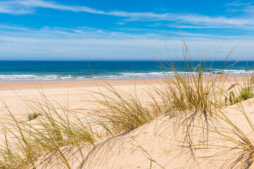 Fototapeta na wymiar sandy dunes and sea grass, ocean view portugal