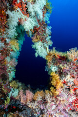 Naklejka na ściany i meble Soft coral window in a healthy Maldivian reef