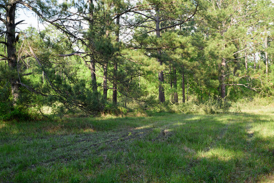 A background image depicting a healthy biodiverse habitat with a pine forest  providing shade, food and cover for birds and insects in a sunny flatwood meadow.