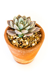 Succulent plant close-up Echeveria plant in the earthen pot
