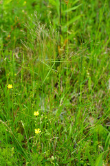 A background image depicting the biodiversity in a sunny meadow habitat with tall grass and yellow wildflowers