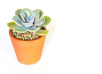 Succulent plant close-up Echeveria plant in the earthen pot