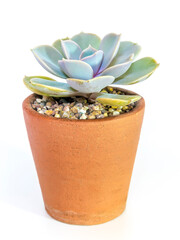 Succulent plant close-up Echeveria plant in the earthen pot
