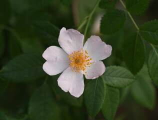 Obraz premium Blüte einer Heckenrose