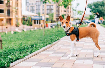 Basenji puppy dog standing on a path in the park while walking.