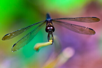 close up of a dragonfly on a branch