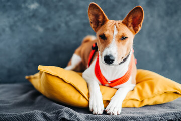 Portrait of red white basenji dog sitting on yellow pillow and making funny grimace.