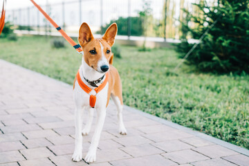 Basenji puppy dog standing on a path in the park while walking.