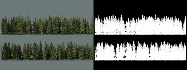A variety of ivy and shrubs
