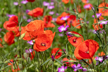 Obraz premium a field of wild flowers with daisies, poppies and other different species in the agricultural fields near Maastricht, Netherlands