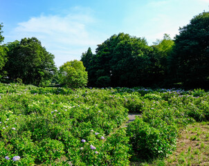Naklejka premium 荻窪公園の景観