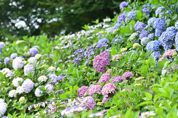 四国香川県の紫陽花アジサイ