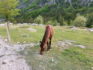 Naklejka premium Beautiful views from the Theth village. Grazing horses among beautiful mountains. Theth National Park, Albania. The theme is nature, travel, exploring, Europe, Albania, Balkan, national parks, hiking