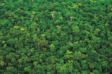 Fototapeta na wymiar Aerial view of the Uruewawaw indigenous reserve in the Brazilian Amazonia