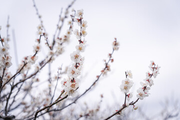 梅花　背景