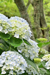 四国香川県の紫陽花アジサイ
