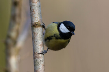 Mésange charbonnière Parus major en gros plan