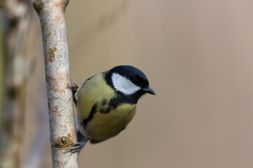 Mésange charbonnière Parus major en gros plan