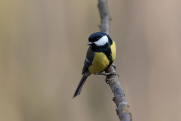 Mésange charbonnière Parus major en gros plan