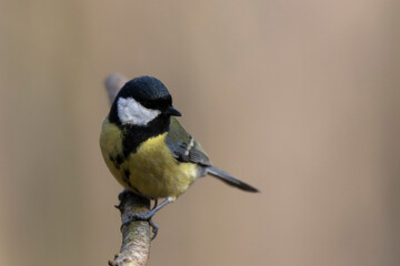 Fototapeta premium Mésange charbonnière Parus major en gros plan