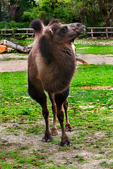 Fototapeta premium Bactrian camel on the lawn. Latin name - Camelus bactrianus
