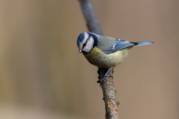 Fototapeta premium Blue Tit Cyanistes caeruleus in close view perched